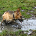 mud puppy