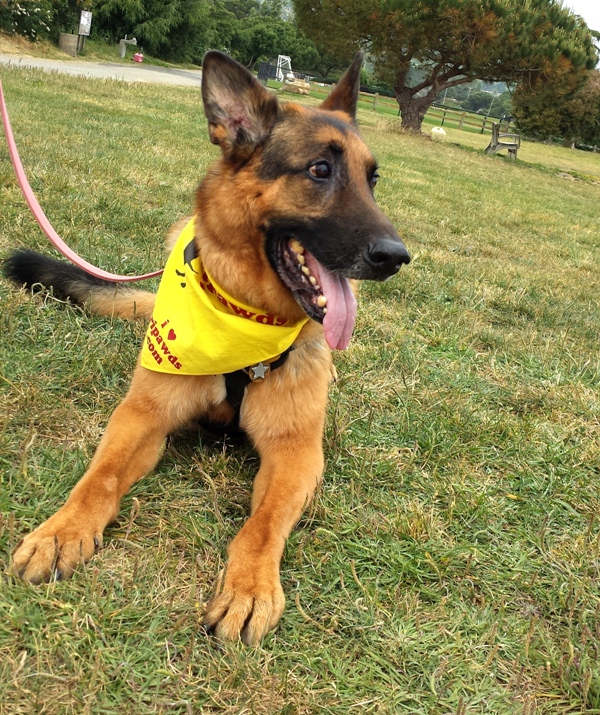 Tripawds chapter, pawty, gathering, meet-up, bandanna