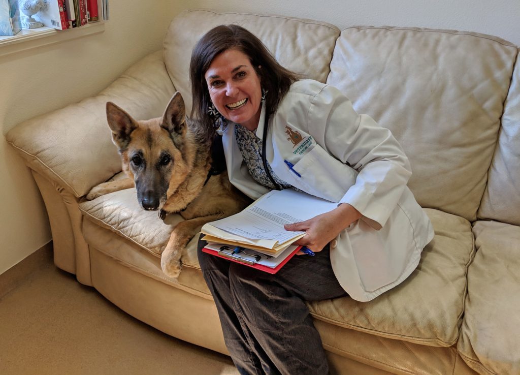 Tripawd electrochemotherapy treatment